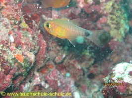 Thailand www.aqua-divers.de